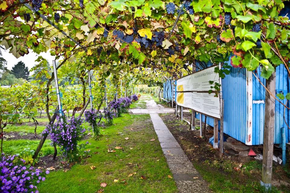 Britzer WeinKultur_Welcome