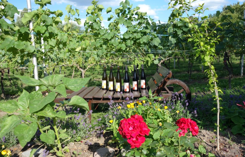 Britzer WeinKultur_neuer Jahrgang