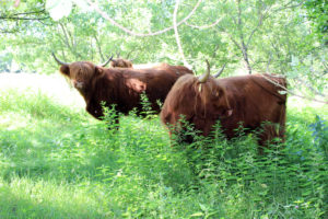 Rinder Malchower See