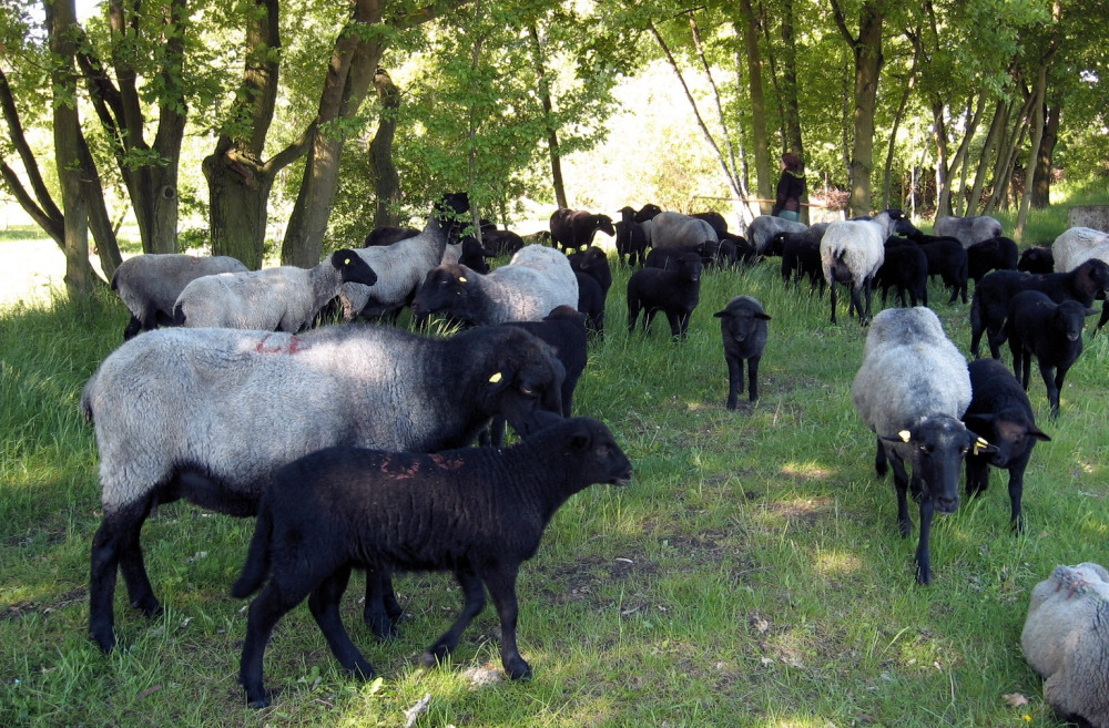 Landschaftspark Herzberge