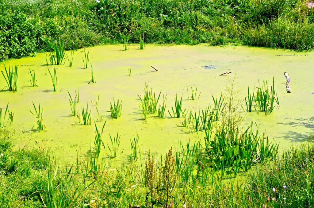 Pond overgrown with duckweed