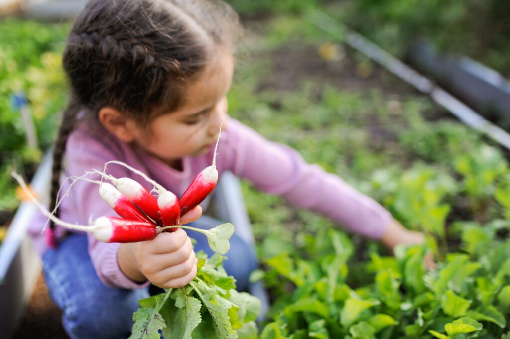 Harvesting radishes