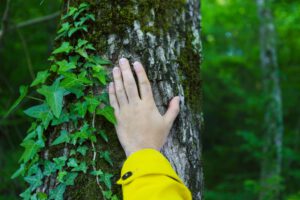 Man touching old tree. Wild nature and enviroment protection concept