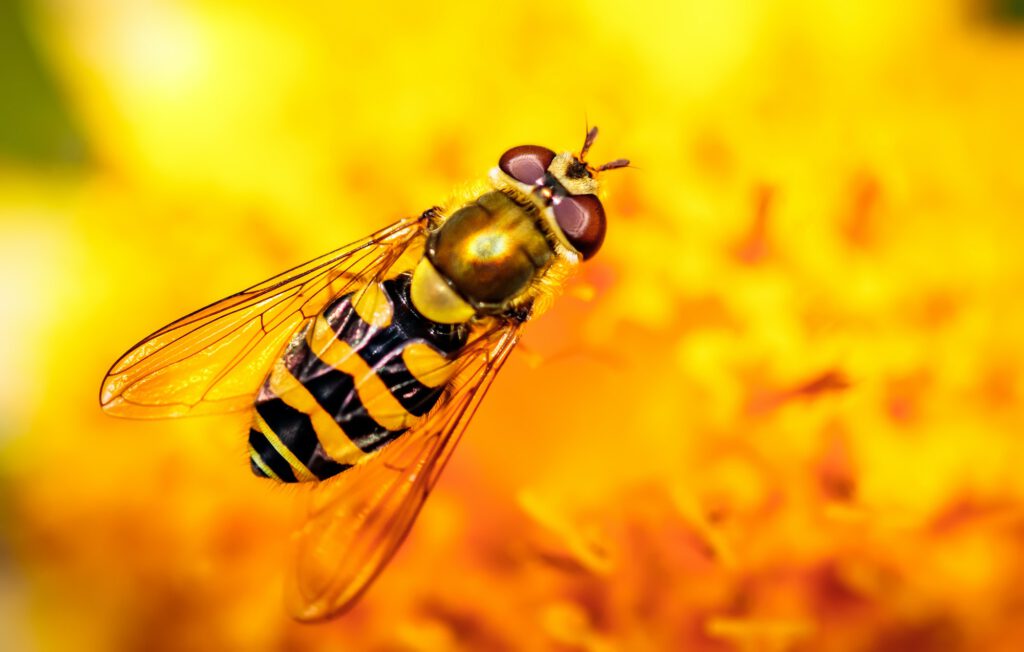 Bee collects nectar from flower crepis alpina