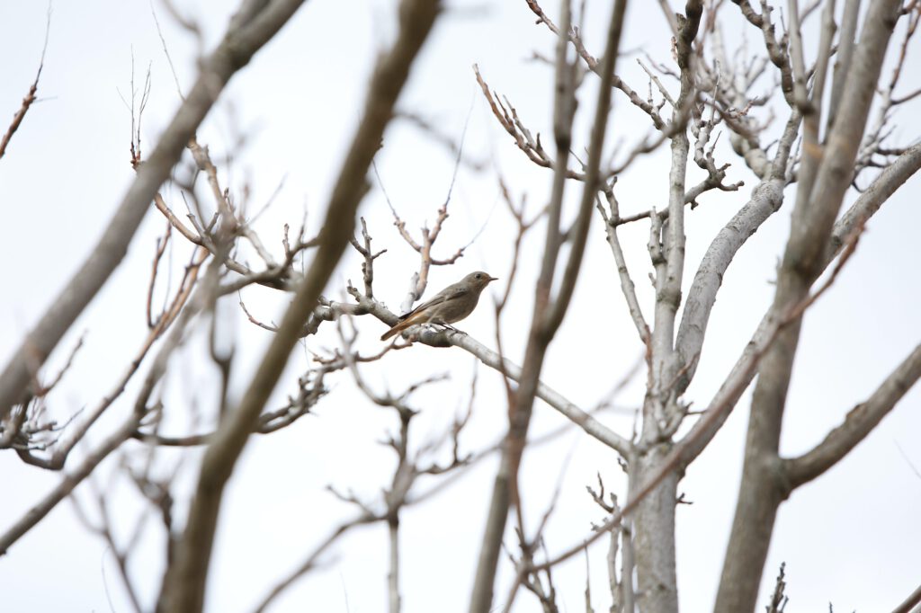 Small bird perched on the dry branches of a tree in winter.