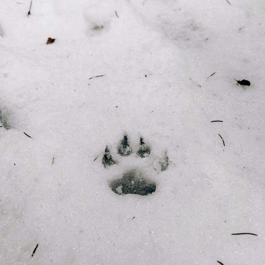 Wild animal tracks imprinted in snow.